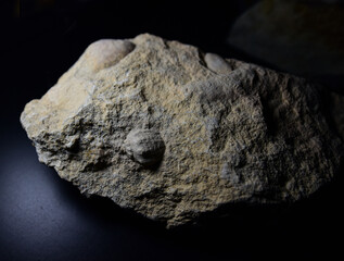 Fototapeta premium Fossil Stones from Millions of Years Ago