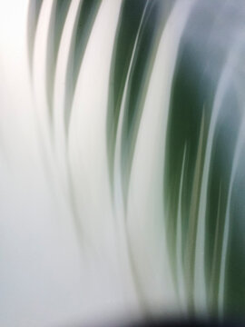 Palm tree behind frosted glass, Lorient, Saint Barthelemy, France