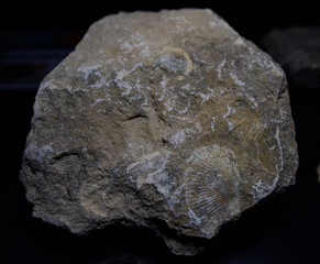 Fossil Stones from Millions of Years Ago
