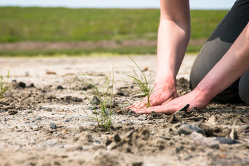 Salt marsh restoration program as part of Save the Bay, Middletown, Rhode Island, USA