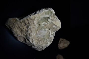 Fossil Stones from Millions of Years Ago