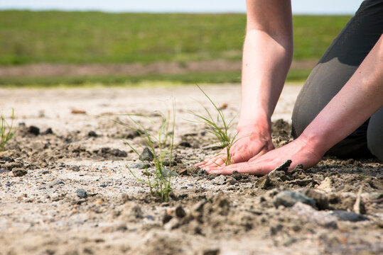 Salt marsh restoration program as part of Save the Bay, Middletown, Rhode Island, USA