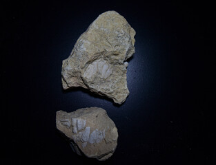 Fossil Stones from Millions of Years Ago