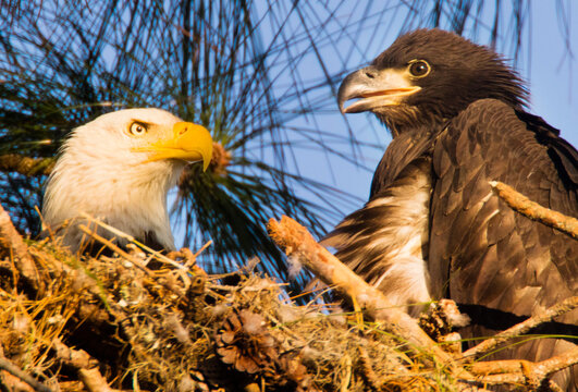 Bald eagle (Haliaeetus leucocephalus) with fledgling in nest