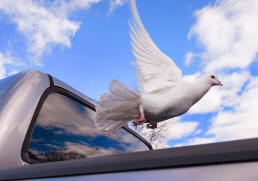 White dove flying near pick up truck - Powered by Adobe