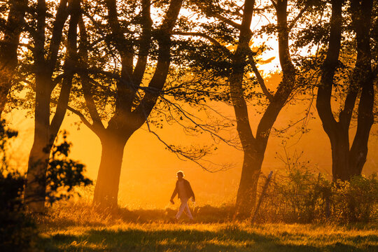 Lone man walking in natural scenery with trees at sunset along Parsons Beach Road, Kennebunk, Maine, USA