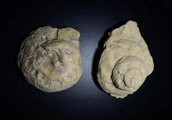 Fossil Stones from Millions of Years Ago