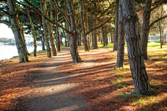 Empty park with walkway and trees