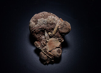 Fossil Stones from Millions of Years Ago