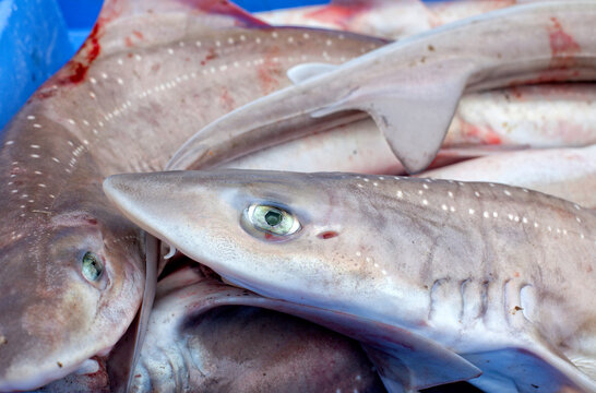 Close up of fish, Keroman Fishing Port, Lorient, Keroman, Submarine Base, Brittany, France