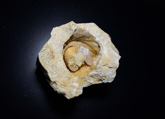 Fossil Stones from Millions of Years Ago