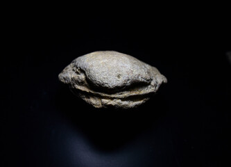 Fossil Stones from Millions of Years Ago