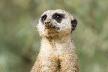 Isolated portrait of a meerkat