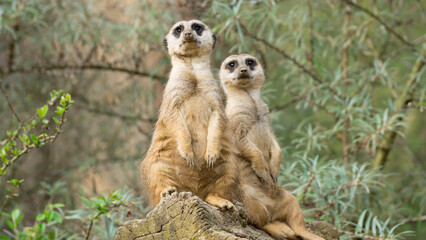 Isolated close-up of a meerkat couple