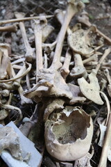 Khmer Rouge victim memorial at Wat Sampheou, Battambang. Cambodia.