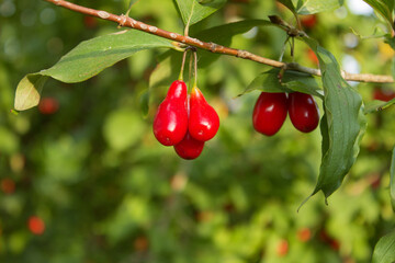 Cornus fruit, Cornus mas (cornel, Cornelian cherry, European cornel, Cornelian cherry dogwood), Red ripe dogwood berries in the summer garden on a fruit tree