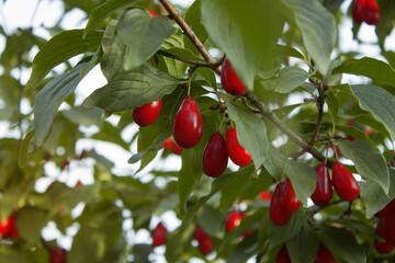 Cornus mas (cornel, Cornelian cherry, European cornel, Cornelian cherry dogwood) are hanging on a branch of fruit tree in the summer garden on a blurred background of greenery. Rich harvest, Close up