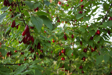 A lot of Cornus fruit, Cornus mas (cornel, Cornelian cherry, European cornel, Cornelian cherry dogwood), Red ripe dogwood berries in the organic garden on a blurred background of greenery