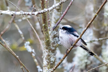 Schwanzmeise (Aegithalos caudatus) in bl&uuml;hender Weide