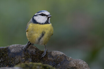 Obraz premium Blaumeise&nbsp;(Cyanistes caeruleu)