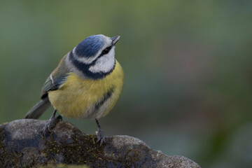 Obraz premium Blaumeise&nbsp;(Cyanistes caeruleu)