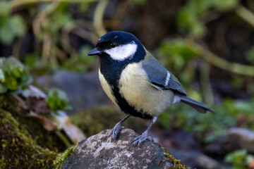 Kohlmeise (Parus major)