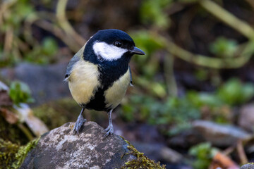 Kohlmeise (Parus major)