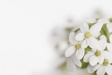 close up of white flower on white background created with generative AI