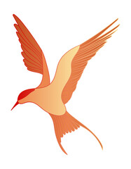 Oriental swallow bird