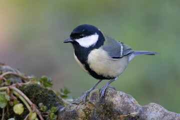 Kohlmeise (Parus major)