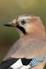 Eichelhäher (Garrulus glandarius)