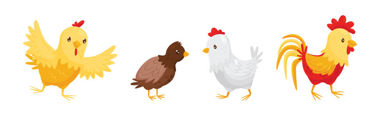 Farm Poultry with Hen and Chicken Bird Vector Set