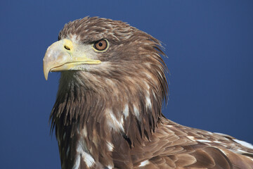 A portrait of a White-tailed Eagle against a blue sky
