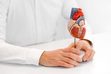 Anatomical model of the human heart in doctor's hands. Cardiological consultation, treatment of heart diseases. Medical concept