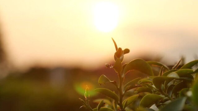 Green tea tree leaves field Fresh young tender bud herbal in farm on summer morning. Sunlight Green tea tree plant camellia sinensis in organic farm. Close up Tree tea plant green nature in morning