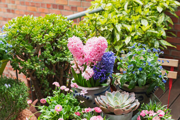 Springtime flowers cultivated in balcony garden