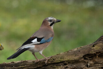 Eichelhäher (Garrulus glandarius)