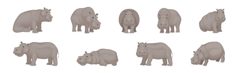 Hippopotamus or Hippo as Large Semiaquatic Mammal in Different Pose Vector Set