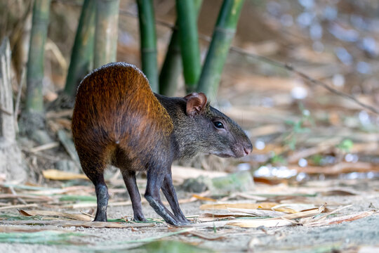 Black Agouti (Dasyprocta fuliginosa)
