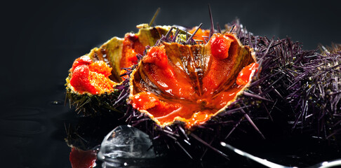 Sea Urchin with caviar close-up, isolated on black background. Fresh sea urchins design, delicatessen food. Traditional Mediterranean food. Roe. Sea food