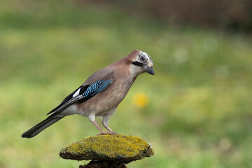 Eichelhäher (Garrulus glandarius)