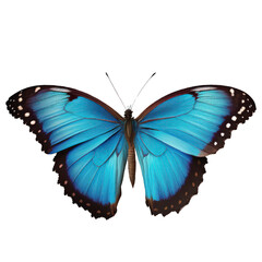 Papillon morpho blue  iridescent d’Amérique du sud Amazonie, détouré, fond transparent