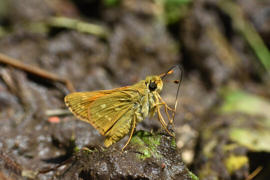 Hesperia comma, Silver Spotted Skipper macro shot. Little orange butterfly in wild