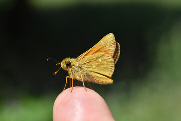 Hesperia comma, Silver Spotted Skipper macro shot. Little orange butterfly on finger