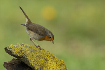 Rotkehlchen (Erithacus rubecula)