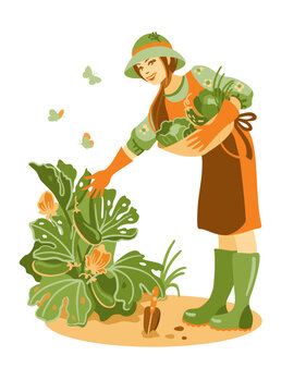 Gardener picking zucchini in his garden. Springtime. Vector illustration.