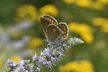 Butterfly Aricia agestis or brown argus. Beautiful little blue butterfly