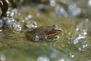 Little frog sitting in pond water close up. Frog on sun in water
