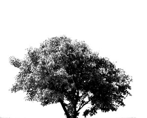 Fototapeta premium A tree, leaves and plant growth in nature found in a garden or forest with big branches during spring. Ecology, sustainability and a natural environment on an isolated png or cut out background