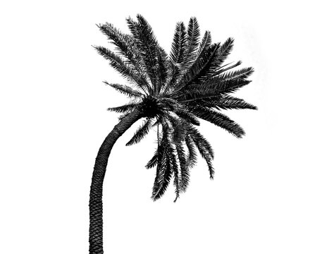 A palm tree, leaves and plant growth in nature found at a tropical beach or island on a summer holiday. Ecology, sustainability and a natural environment on an isolated png or cut out background